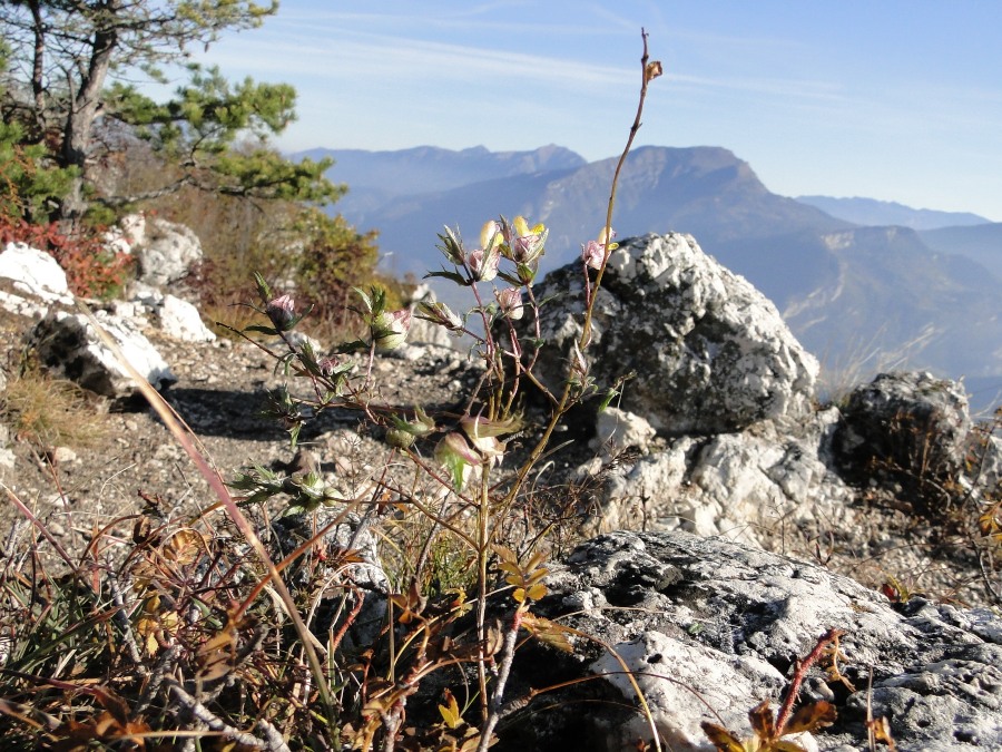 Rhinanthus angustifolius